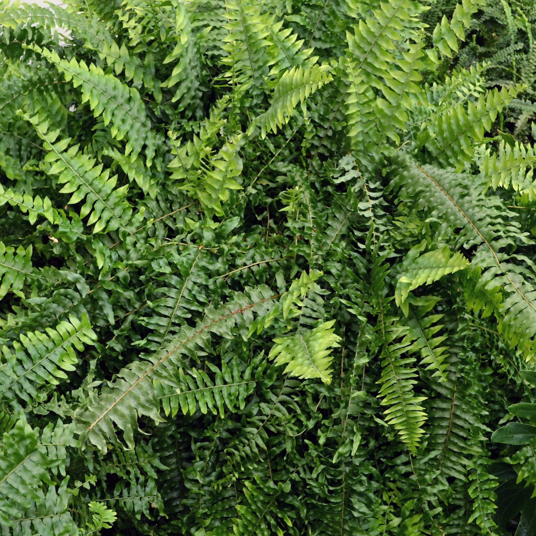 Nephrolepis Montana