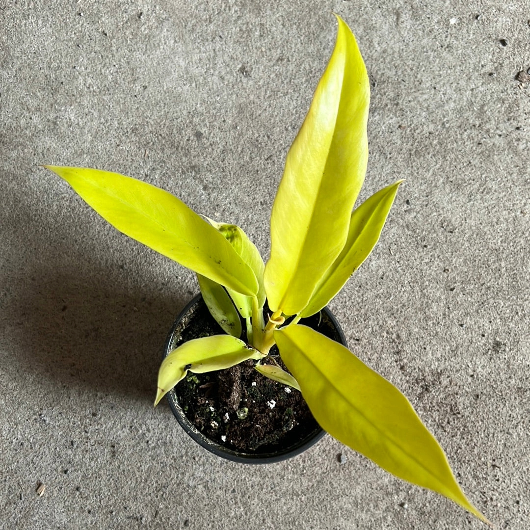 Philodendron Pluto gold(golden serratum)