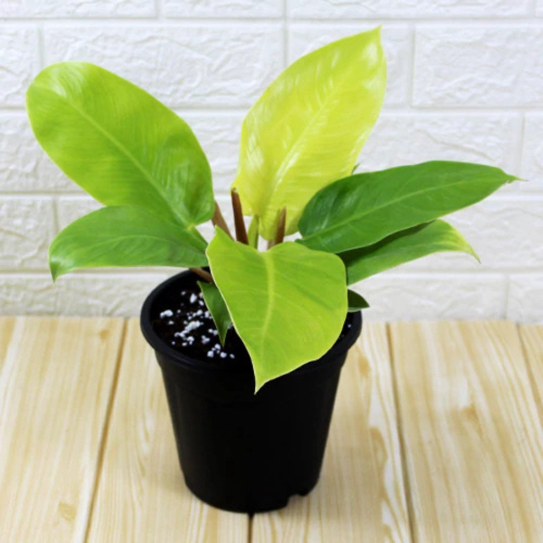 Philodendron Moonshine