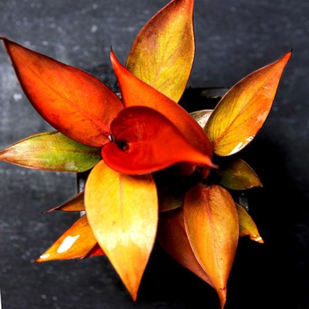 Philodendron Sun Red Philodendron Sun Red