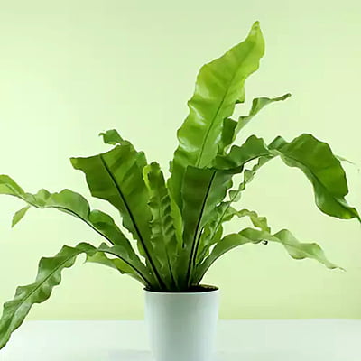 Asplenium Nidus
