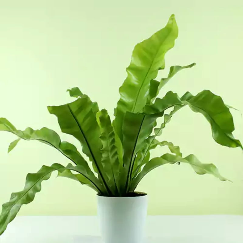Asplenium Nidus Asplenium Nidus