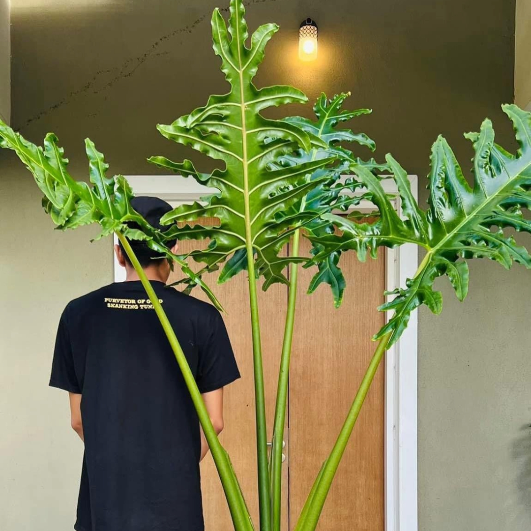 Alocasia Portie