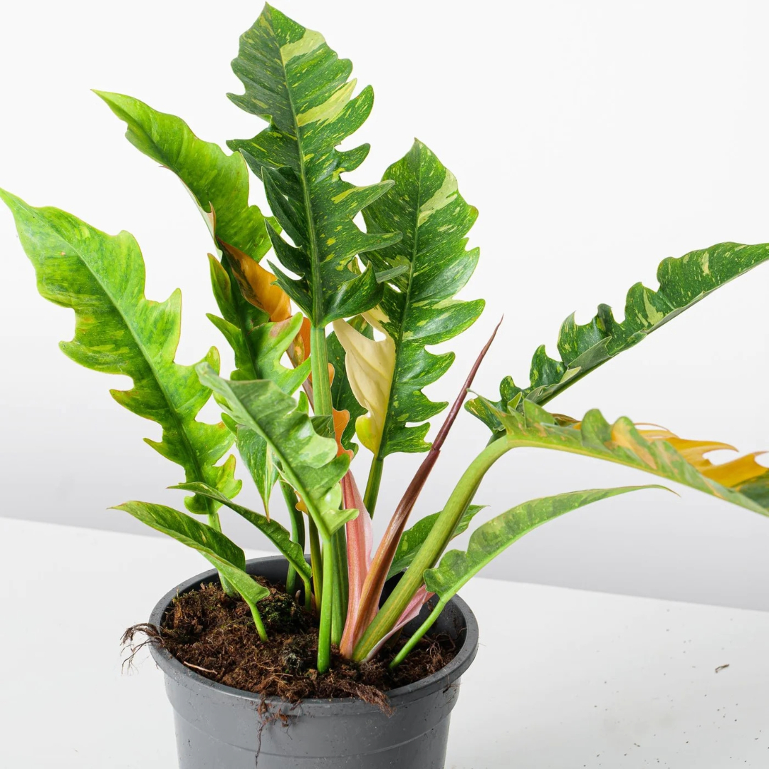 Philodendron Ring Of Fire