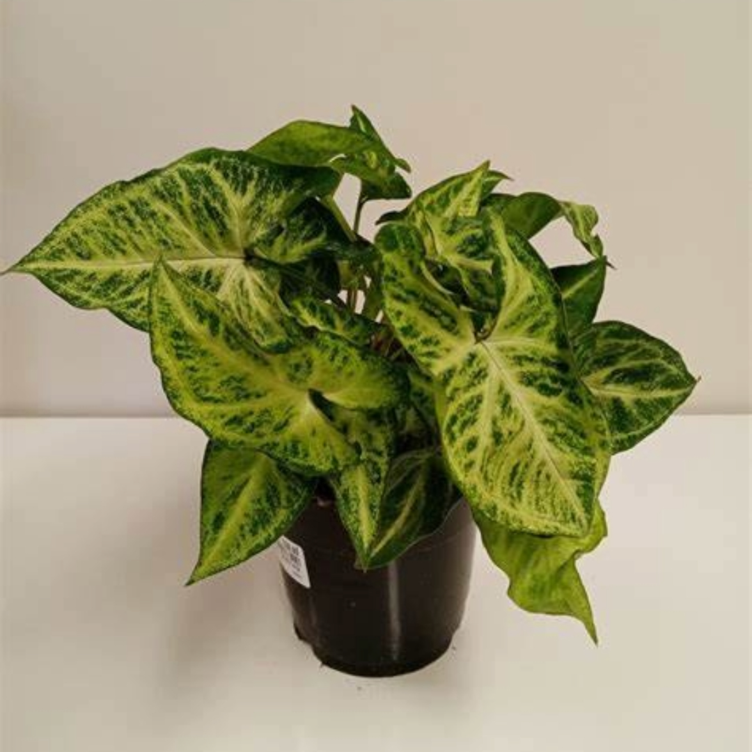 Syngonium  robusta