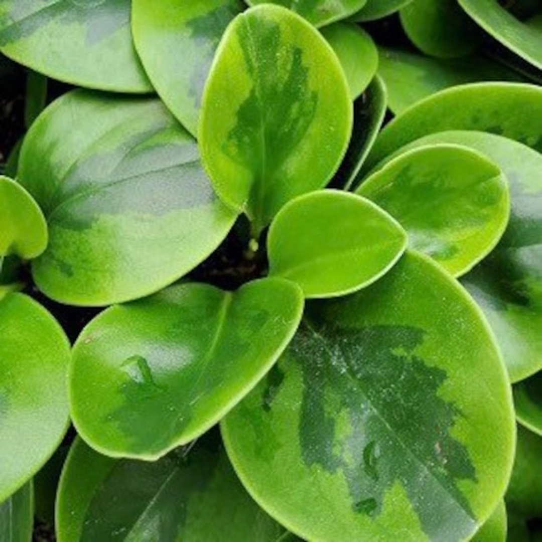 Peperomia Lime
