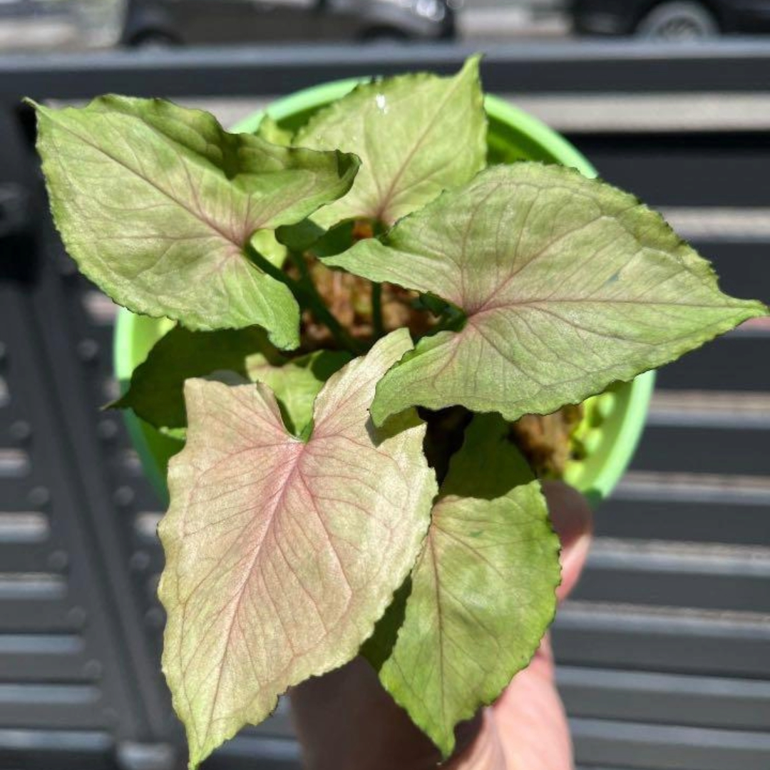 Syngonium Yami Red