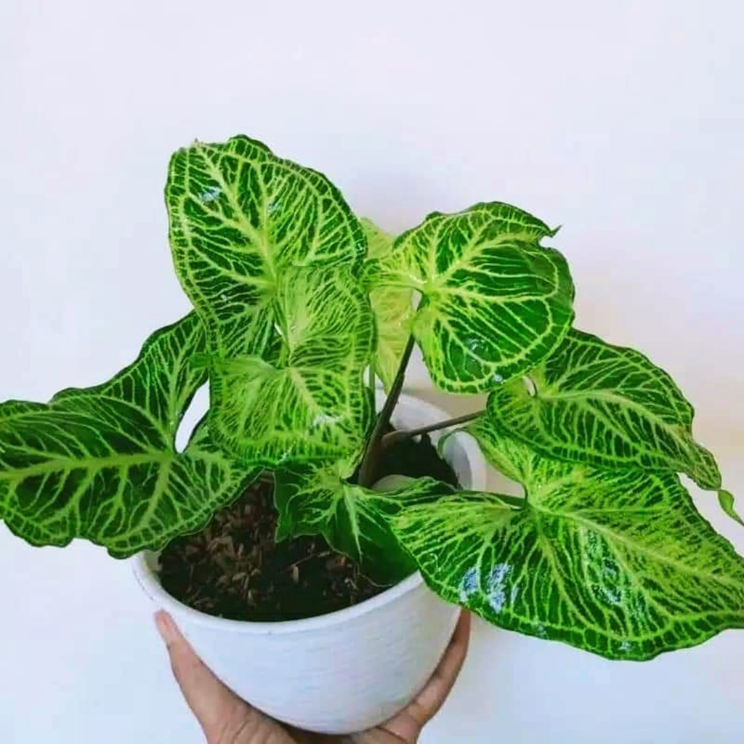 Syngonium Batik
