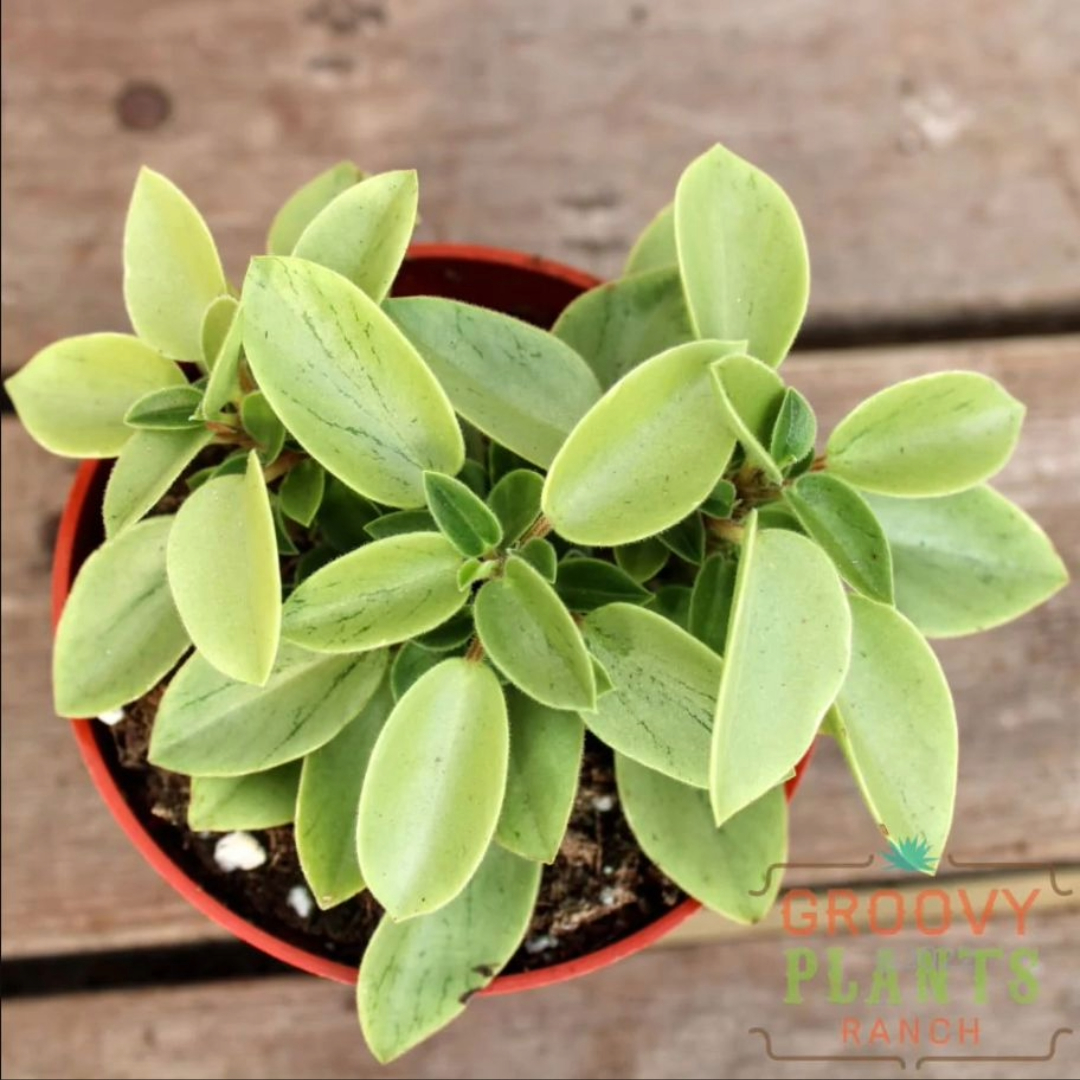 Peperomia Pixie Lime