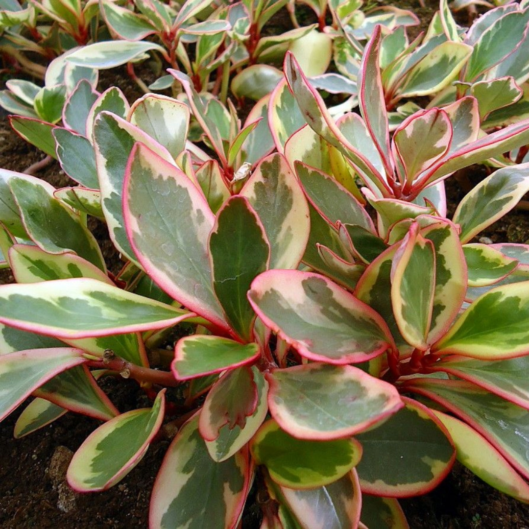 Peperomia Ginny
