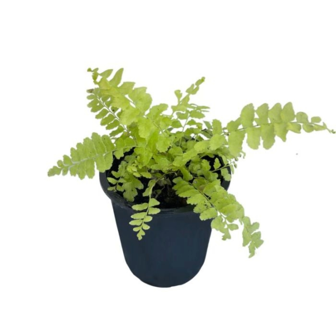 Fern Blonde