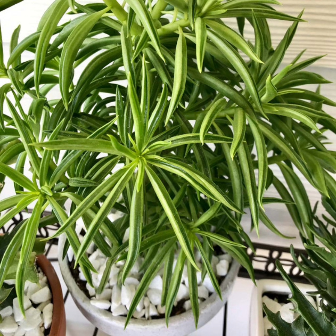 Peperomia Happy Bean