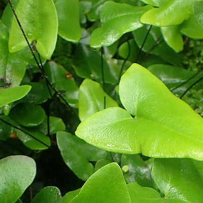 Heart Fern