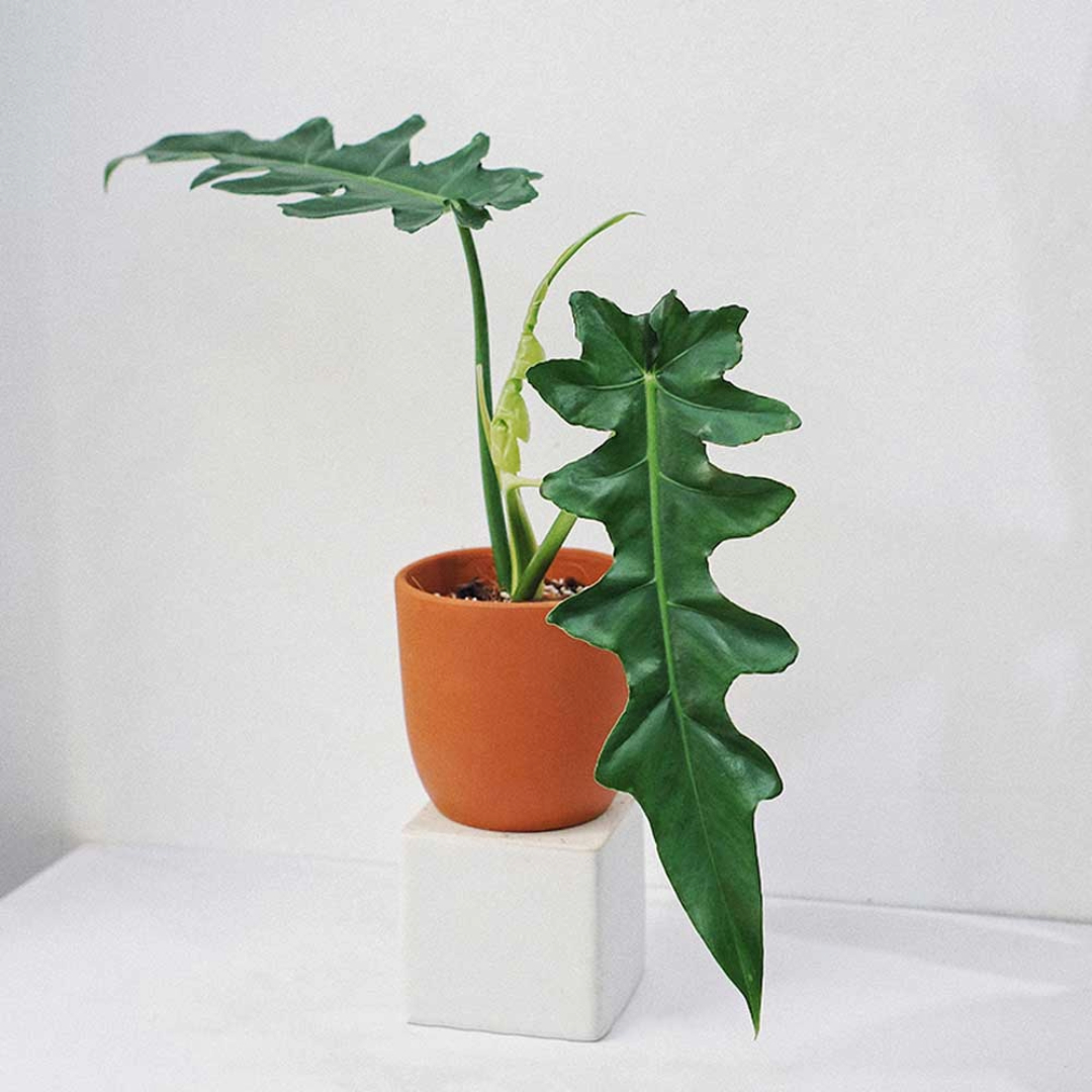 Philodendron Bob cee