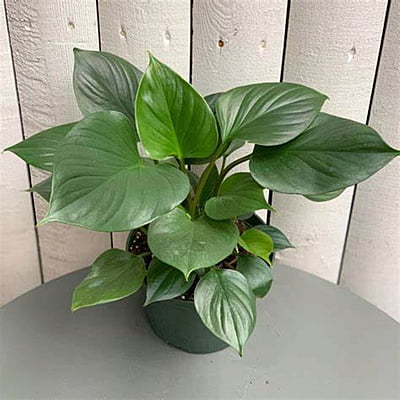 Homalomena Emerald Gem