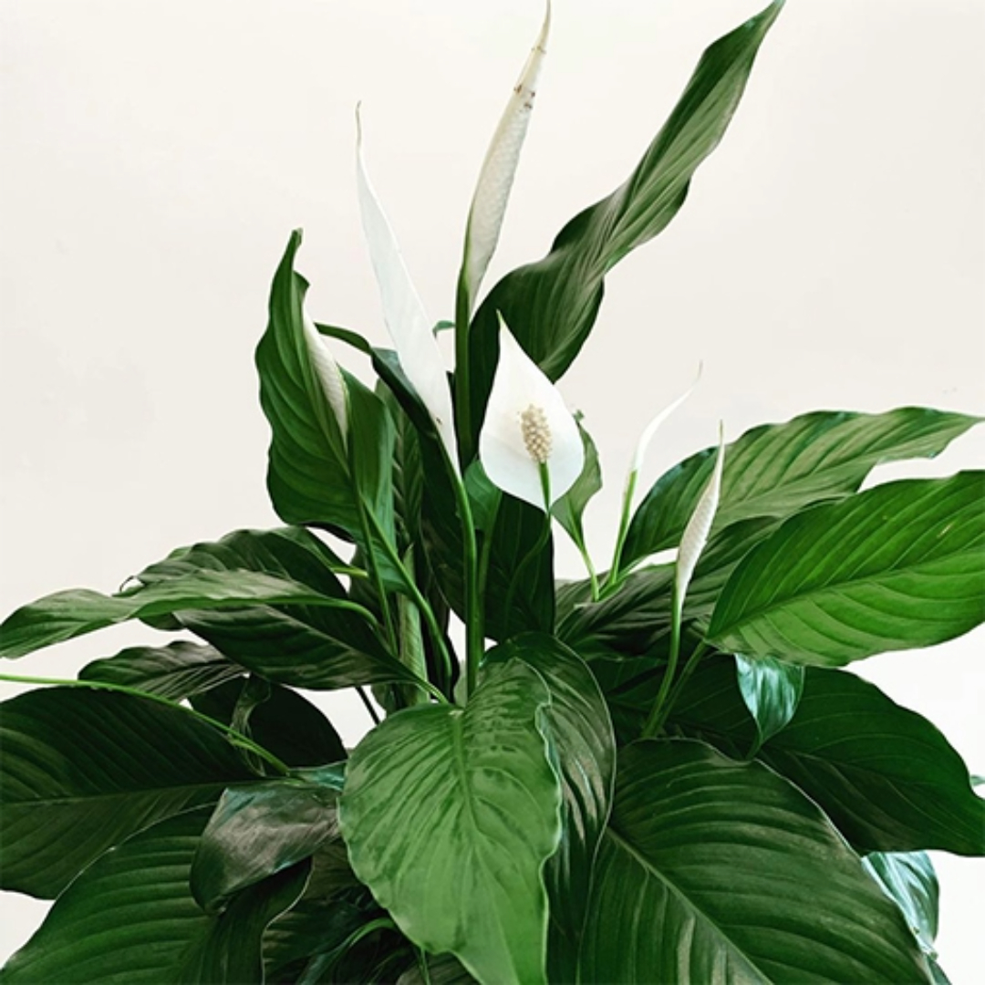 Spathiphyllum Stephanie