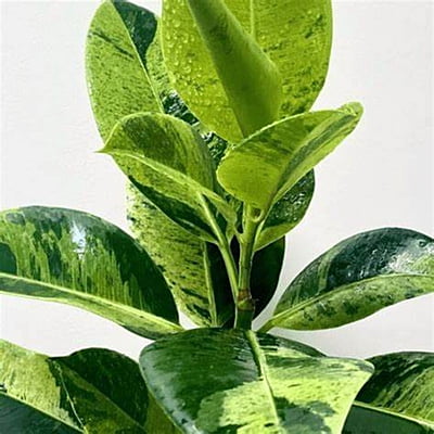 Ficus Shiveriana