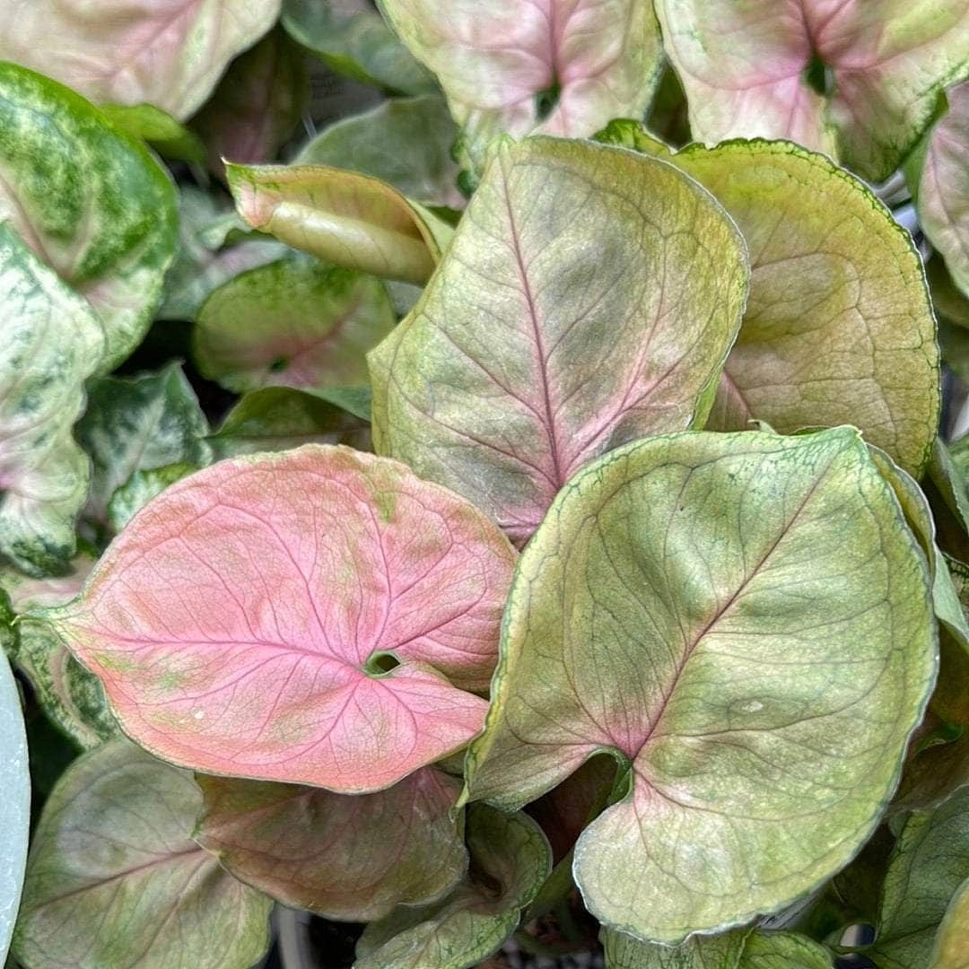 Syngonium Mango
