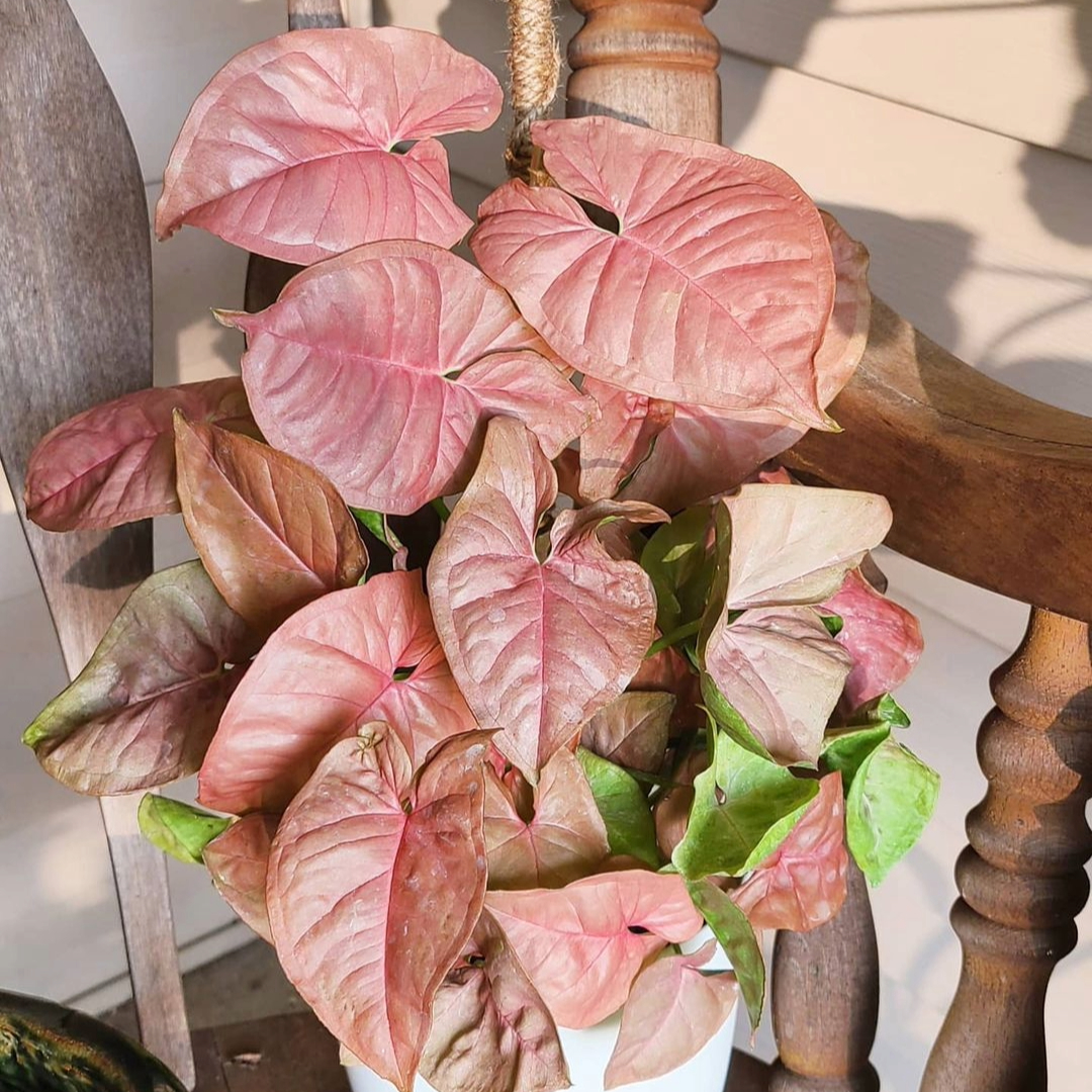 Syngonium Neon Pink