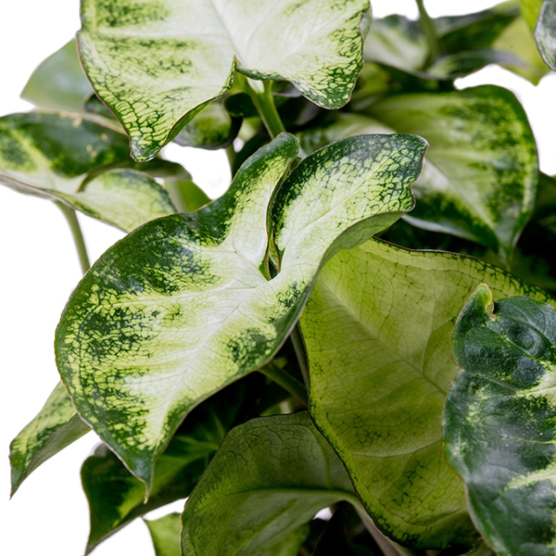 Syngonium Pixie