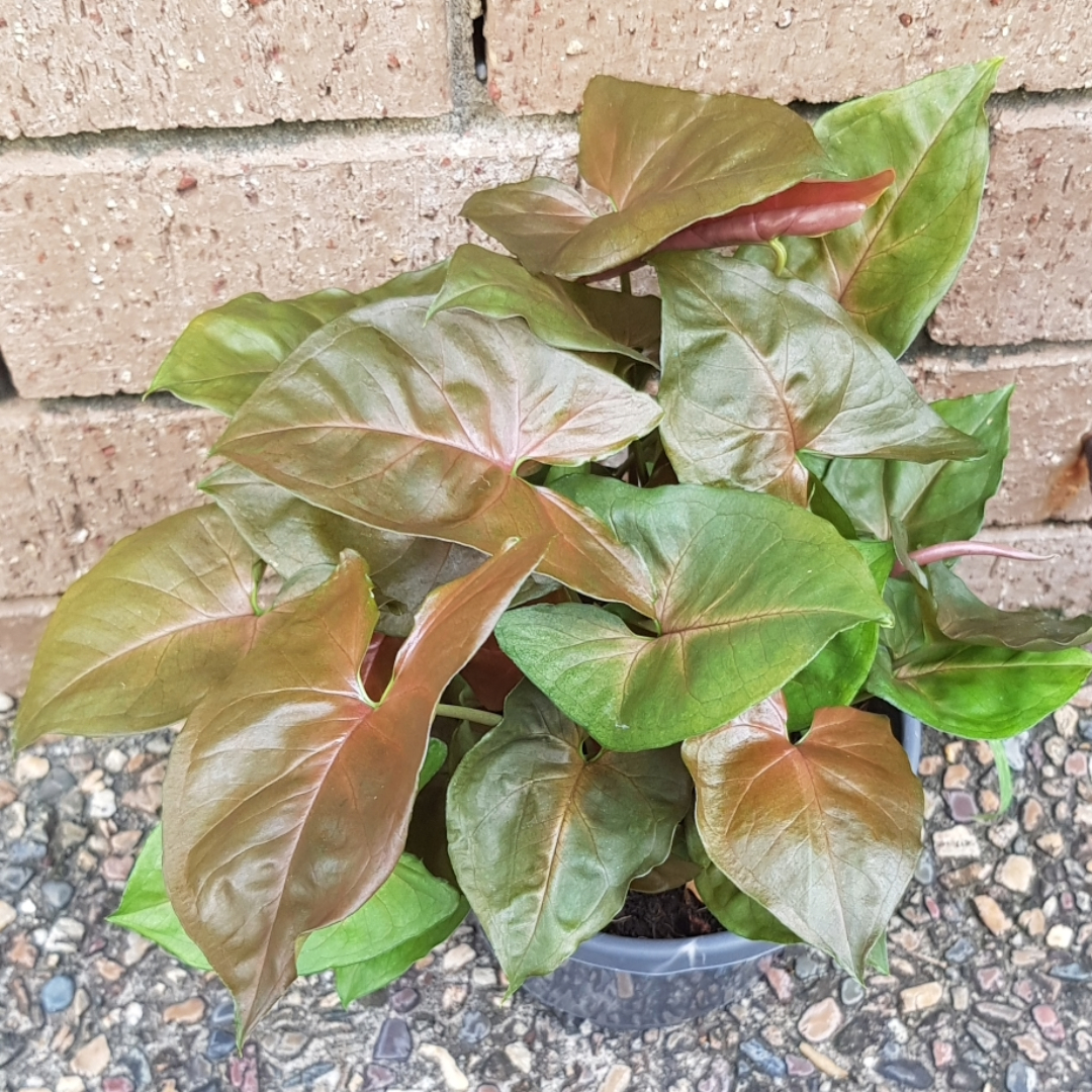 Syngonium Bronze