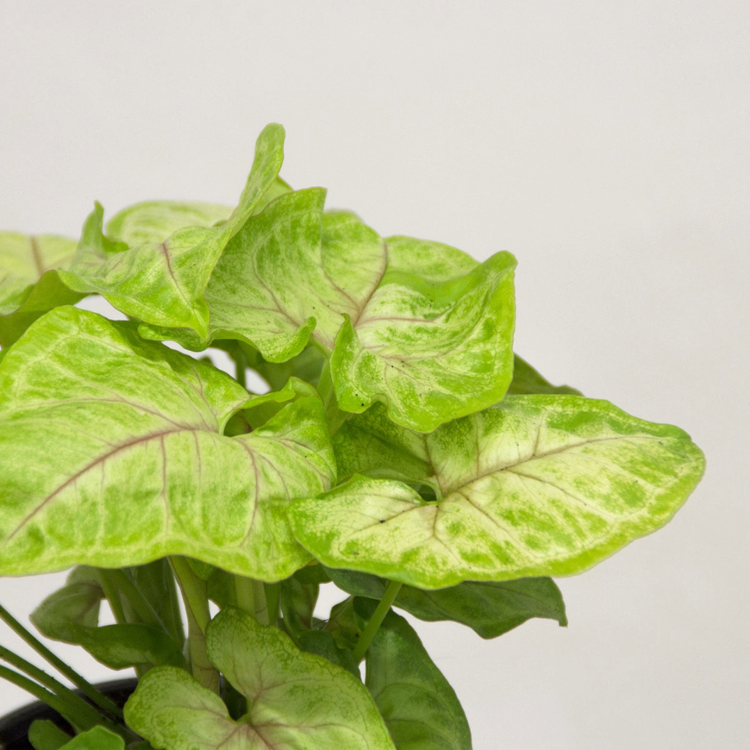 Syngonium Golden