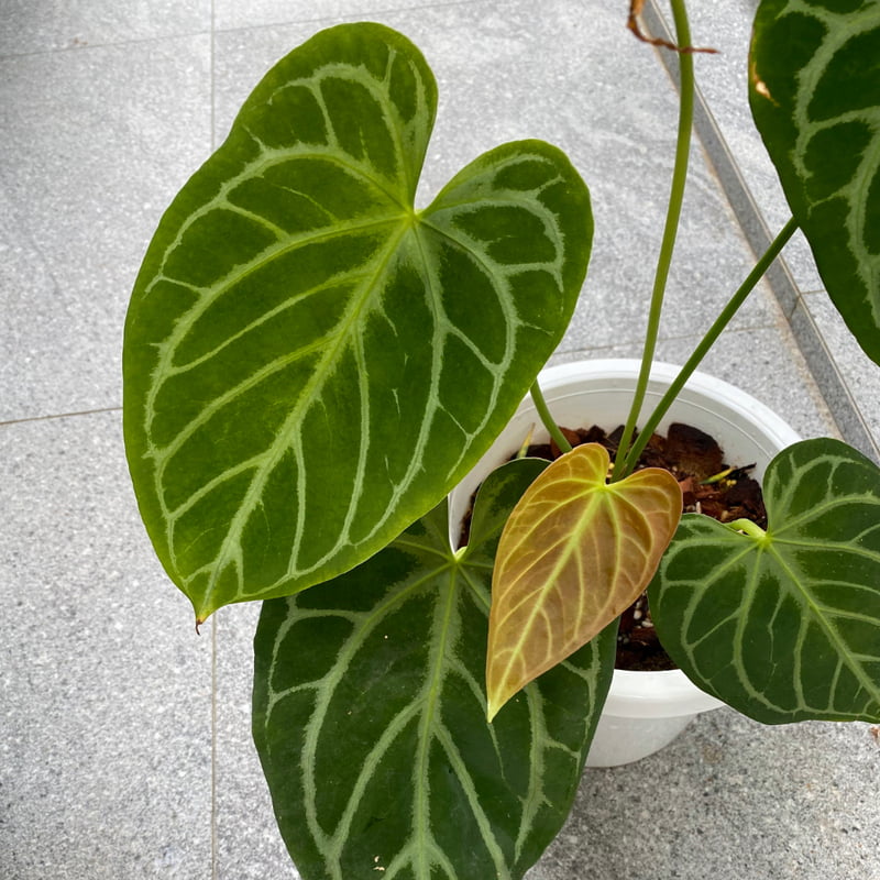 Anthurium Crystallinum Hybrids Anthurium Crystallinum Hybrids