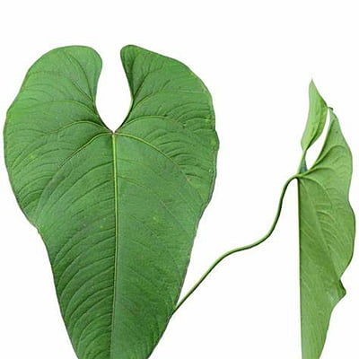 Anthurium Formosum