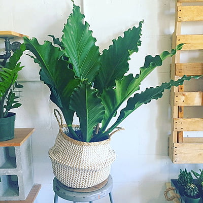 Anthurium Hookeri