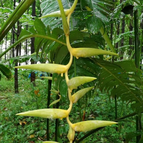 Heliconia Meana Heliconia Meana