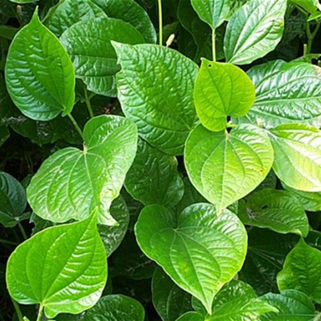 Maghai Paan