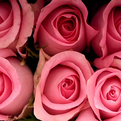 Revival Rose