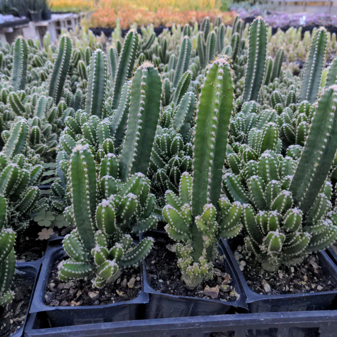Tower Cactus