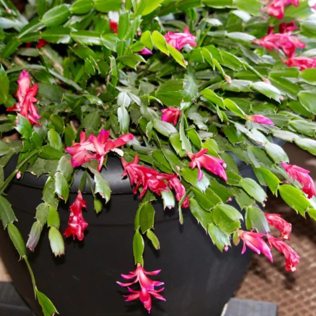 X-mas Cactus